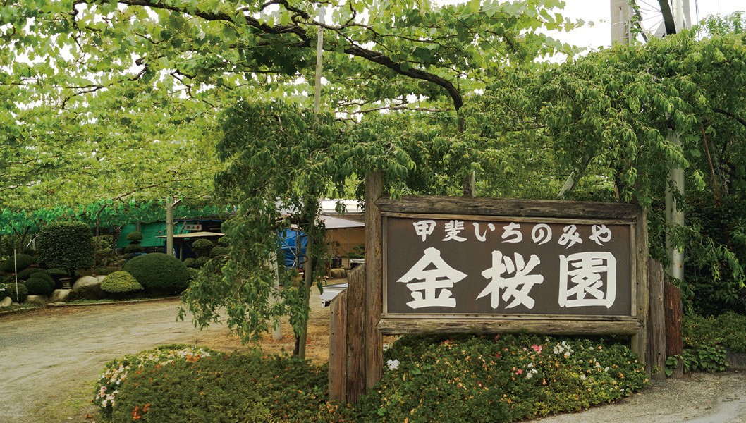 金桜園