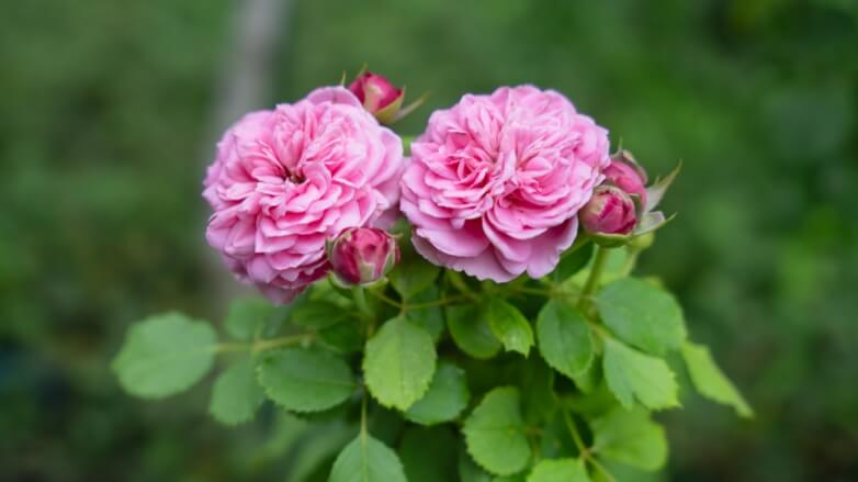 なぜバラの花なのか