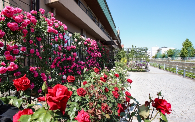 山梨県全体の魅力